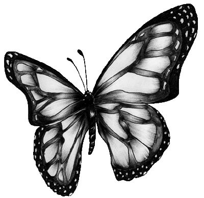 butterfly picture